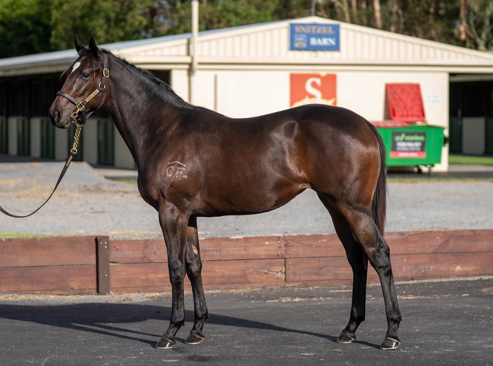 Pierata (AUS) / Cochimi Rose (AUS) 2023 Filly - Image 1