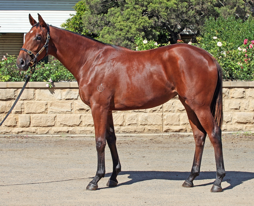 Dubious (AUS) / Unlawful (AUS) 2023 Filly - Image 1