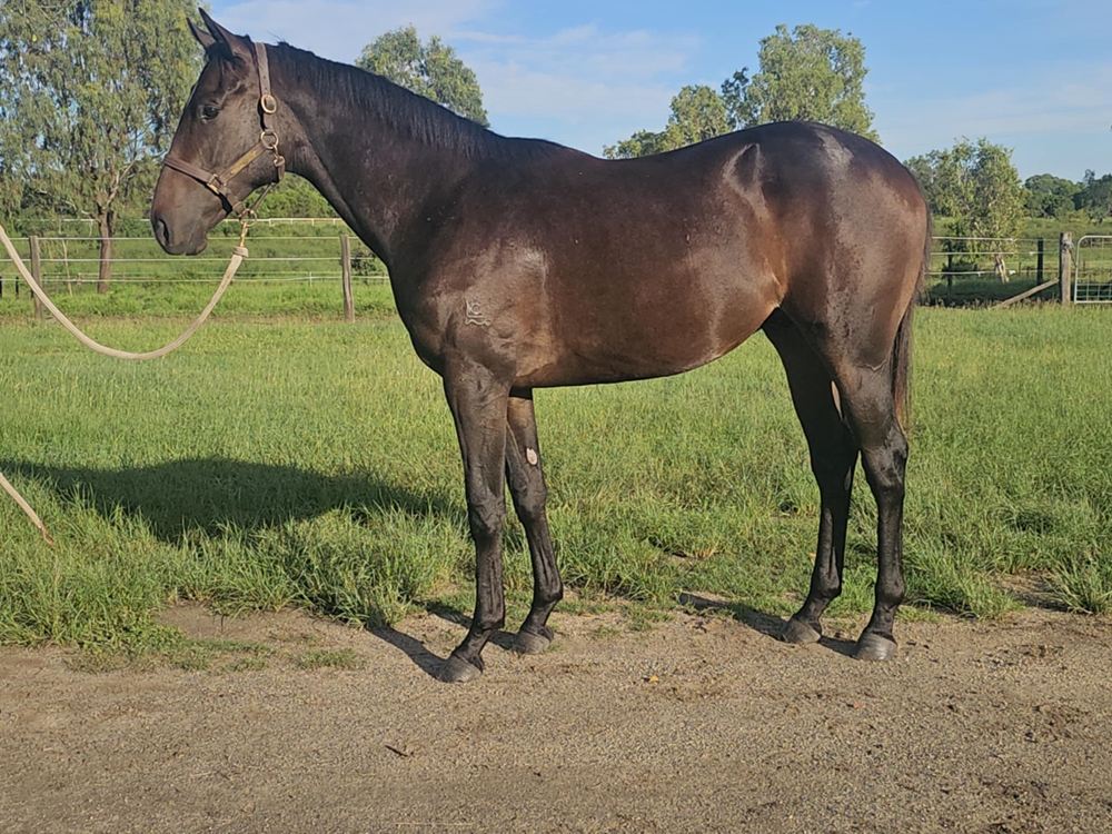 The Odyssey (AUS) / Awesome Power (AUS) 2023 G - Image 1