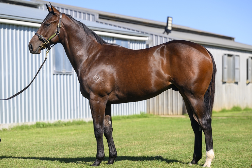 Glenfiddich (AUS) / Enlightened (AUS) 2023 Colt - Image 1