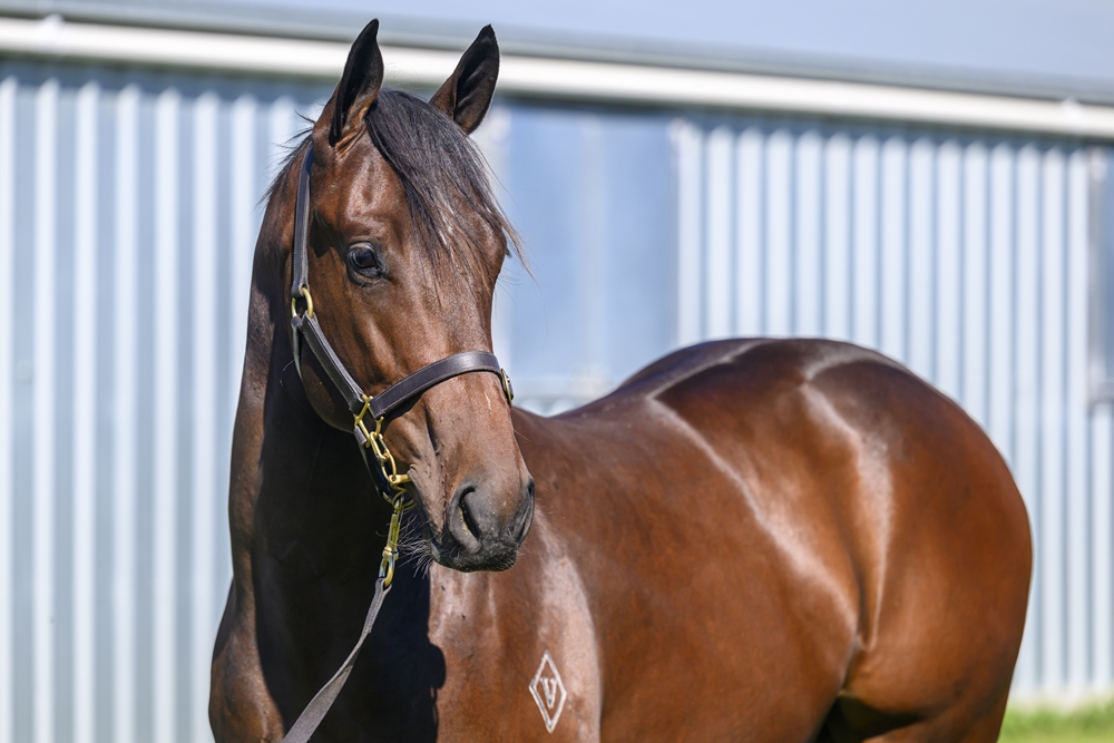 Glenfiddich (AUS) / Enlightened (AUS) 2023 Colt - Image 2