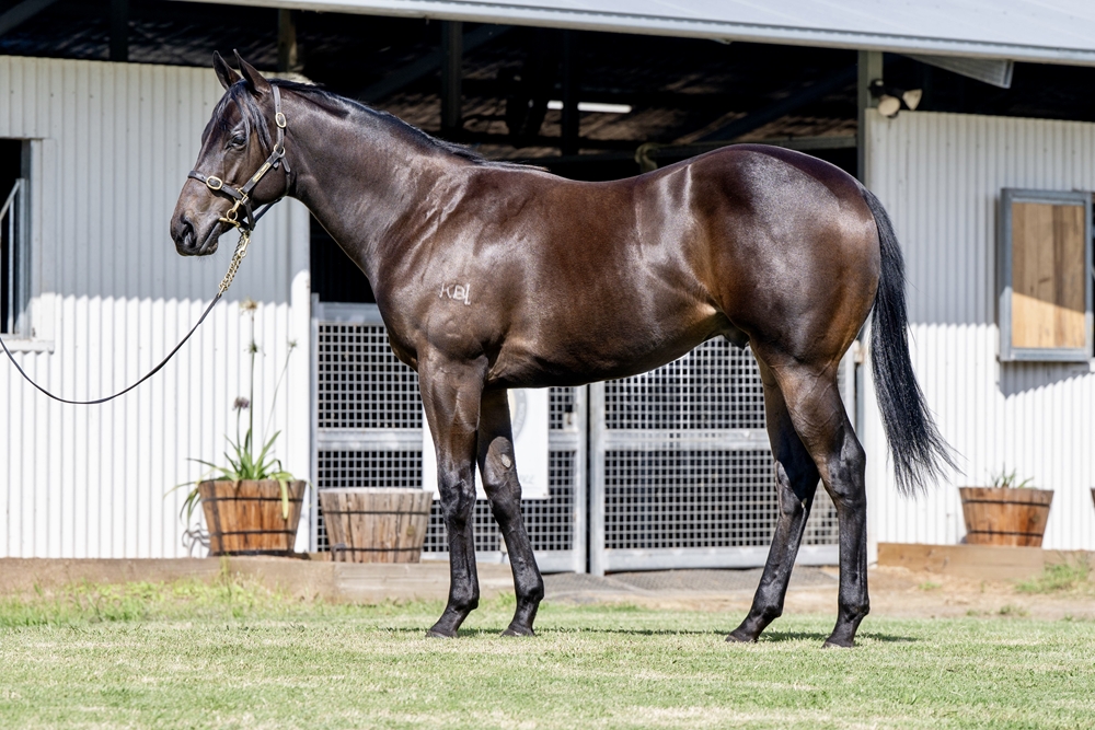 Jonker (AUS) / Fasolia (AUS) 2024 Colt - Image 1
