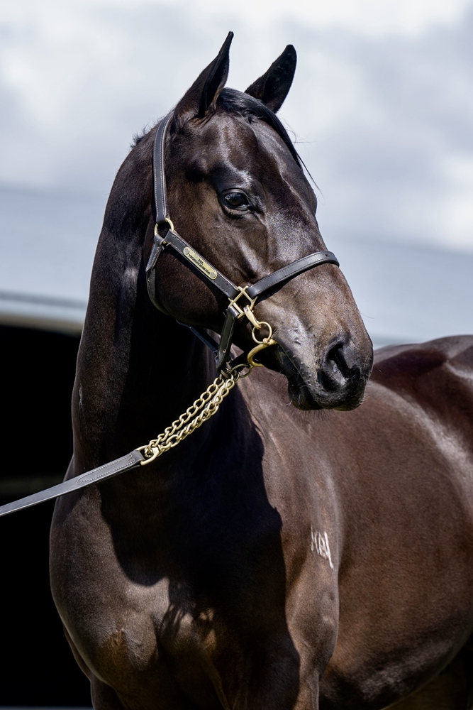 Jonker (AUS) / Fasolia (AUS) 2024 Colt - Image 2