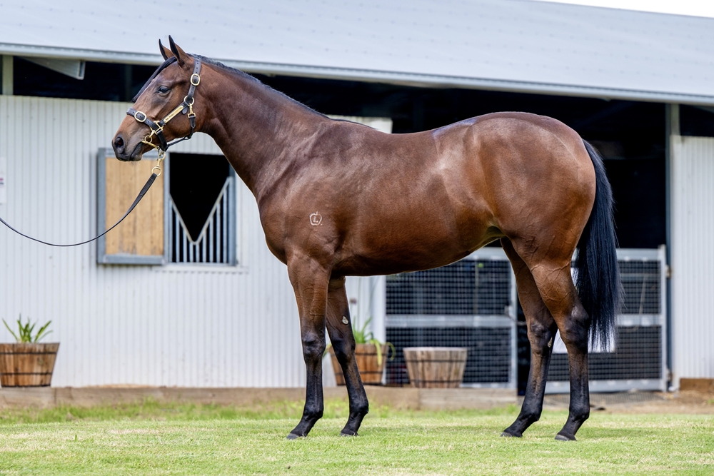 Encryption (AUS) / The Duchess (AUS) 2023 Filly - Image 1