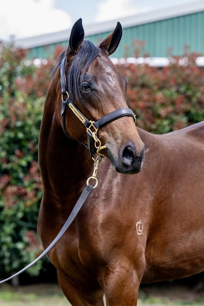 Encryption (AUS) / The Duchess (AUS) 2023 Filly - Image 2