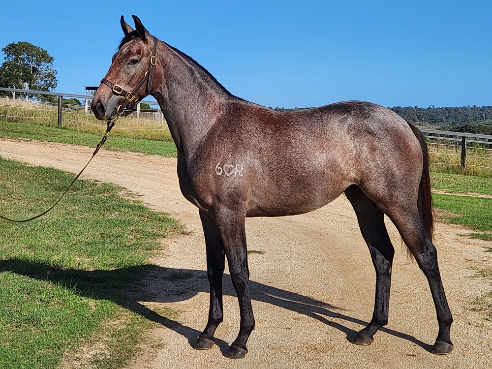 Top Echelon (AUS) / Liverpool Jane (AUS) 2023 Filly - Image 1