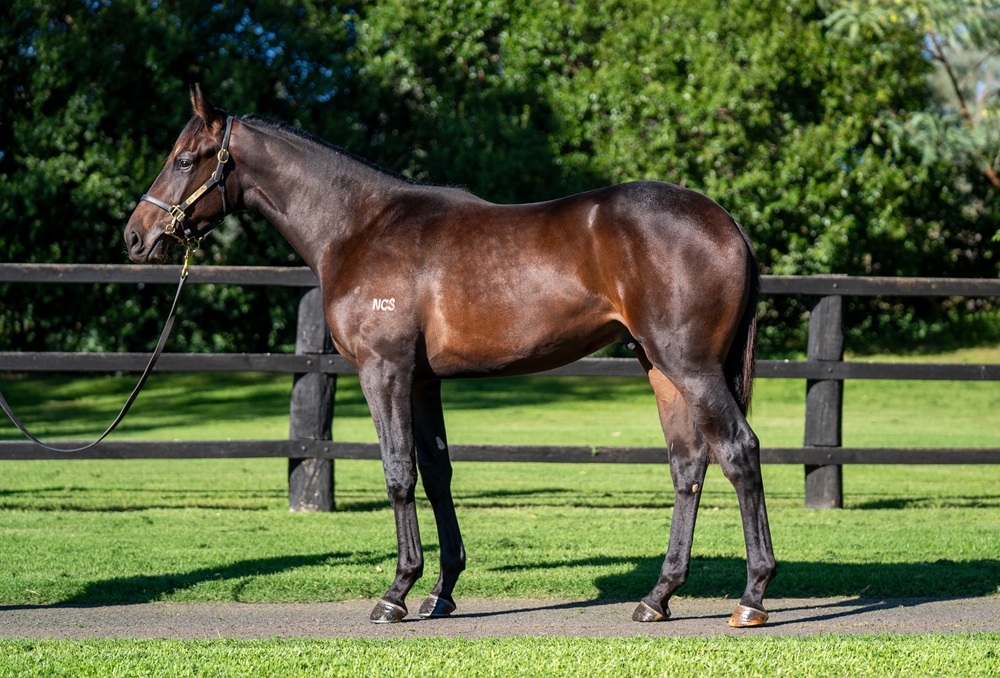 Prince Fawaz (AUS) / Antiquity (AUS) 2023 Colt - Image 1