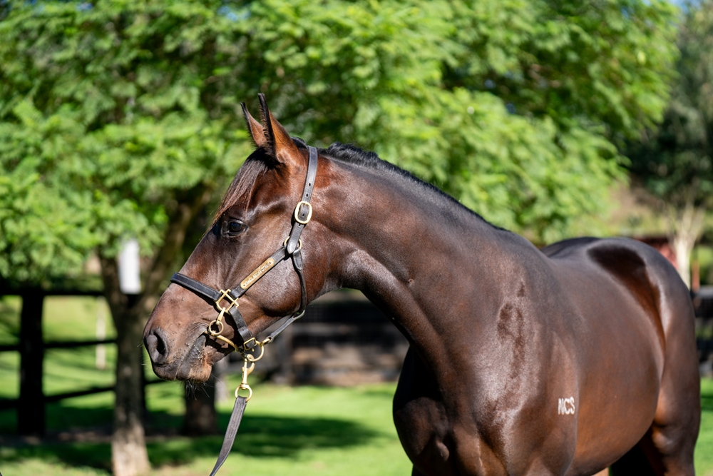 Prince Fawaz (AUS) / Antiquity (AUS) 2023 Colt - Image 2