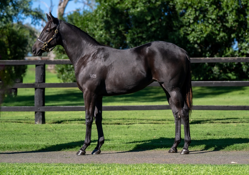 Exosphere (AUS) / Call to Ransom (AUS) 2023 Filly - Image 1