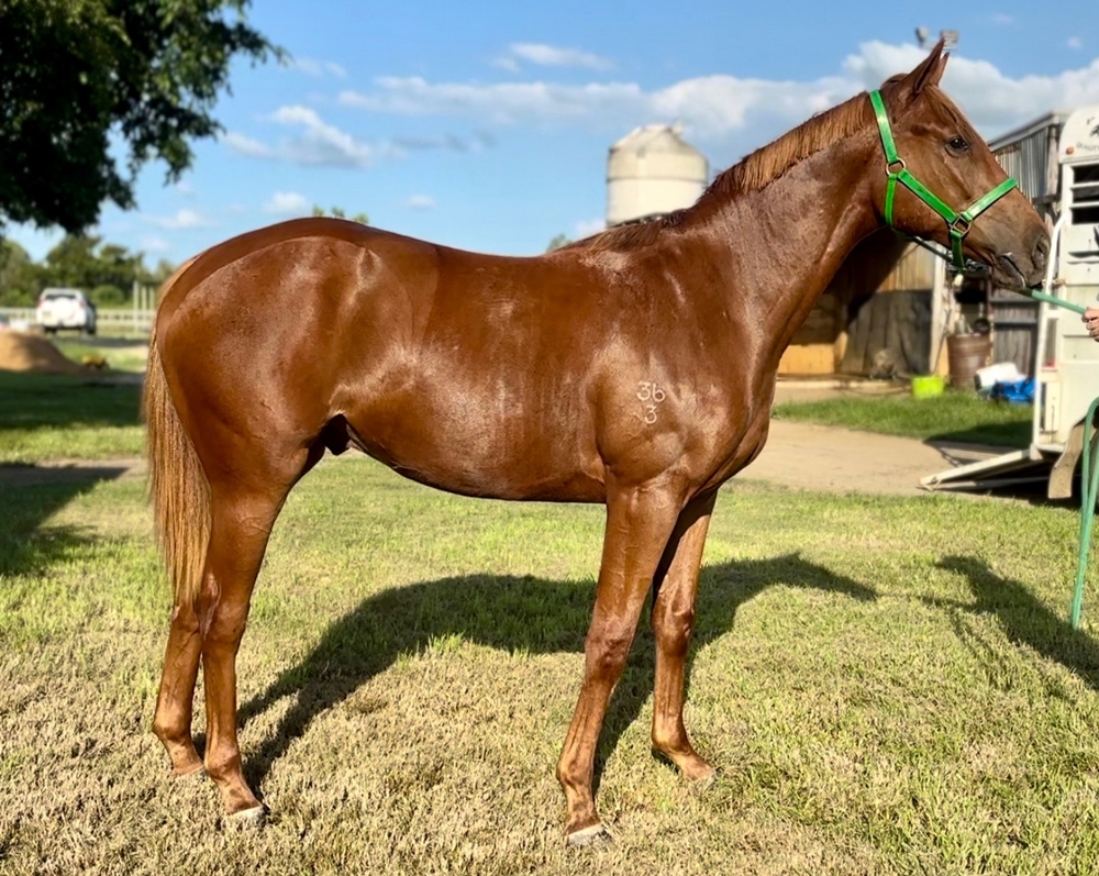 Rothesay (AUS) / Miraculous (AUS) 2023 Colt - Image 1