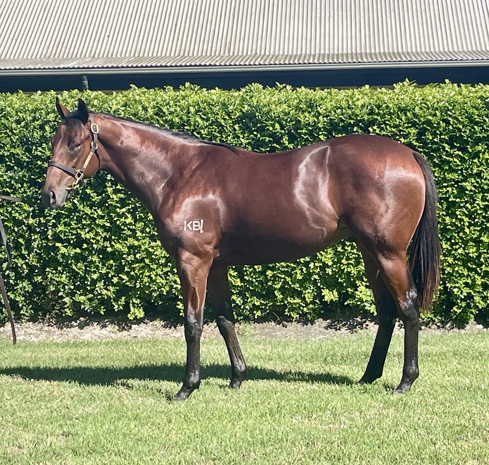 Profiteer (AUS) / Kween (AUS) 2023 Colt - Image 1