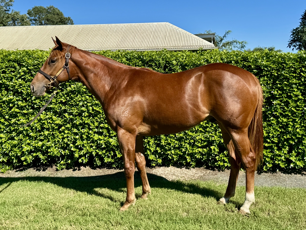 Neorealism (JPN) / Urban Legend (AUS) 2023 G - Image 1