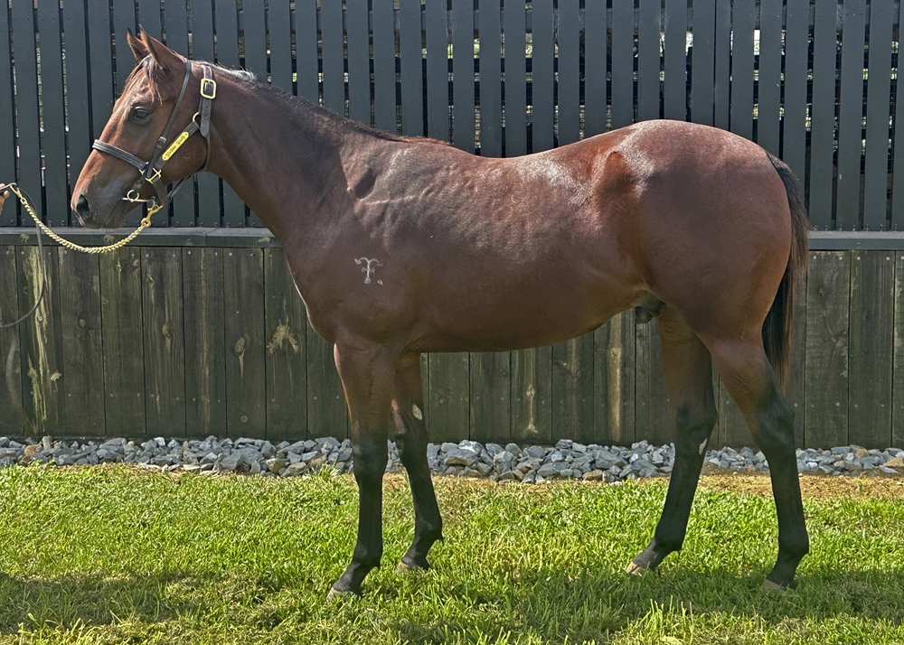 Encryption (AUS) / Nicco Roll (AUS) 2023 Colt - Image 1
