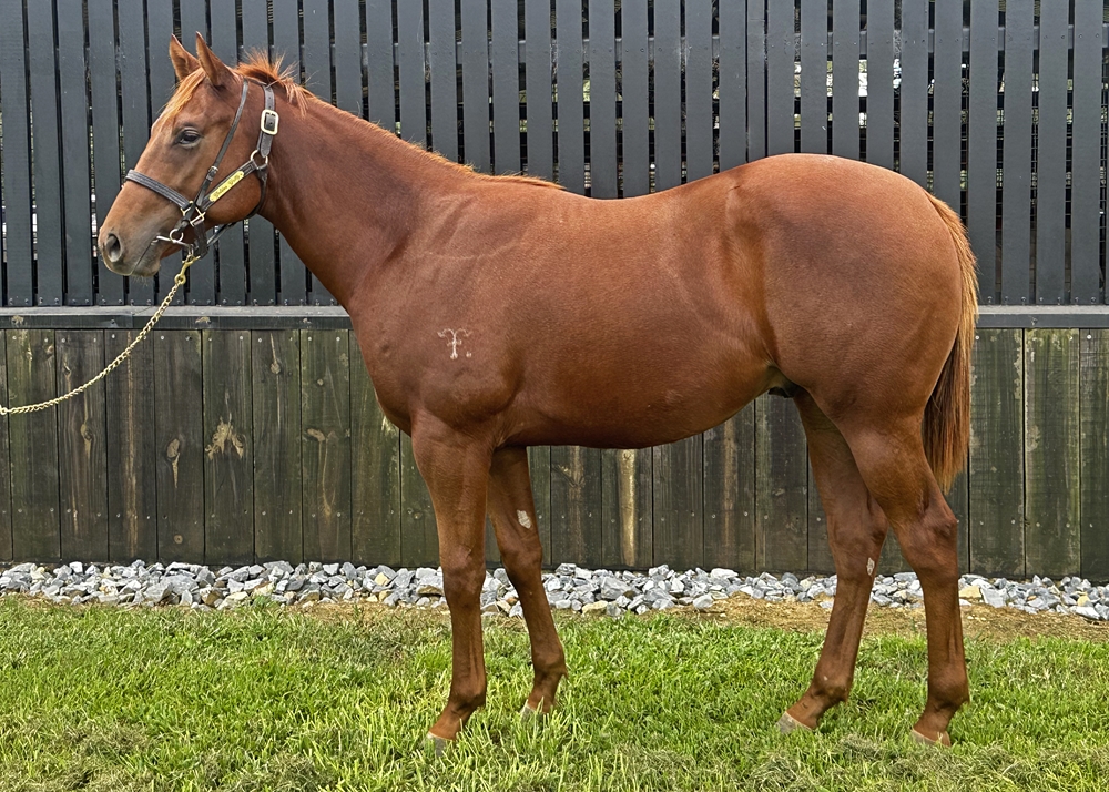 Encryption (AUS) / Pectin (AUS) 2023 Colt - Image 1