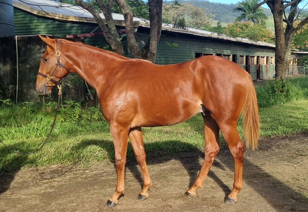 Dubious (AUS) / Stella Maris (AUS) 2023 Colt - Image 1