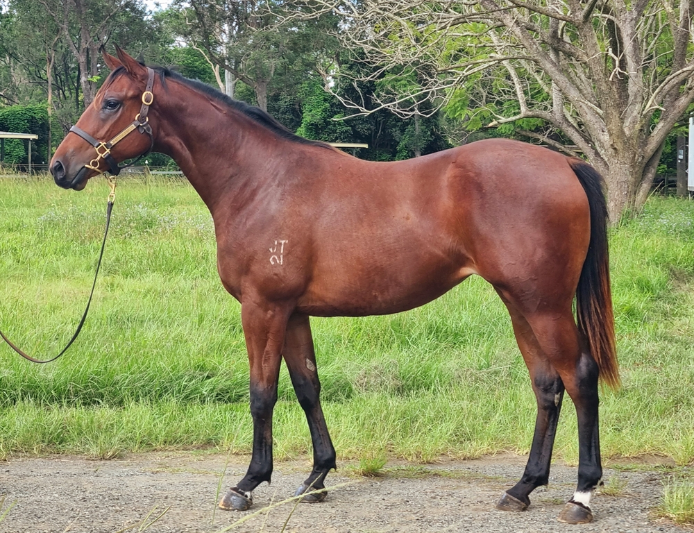 Portland Sky (AUS) / Sunday Rose (AUS) 2023 Filly - Image 1