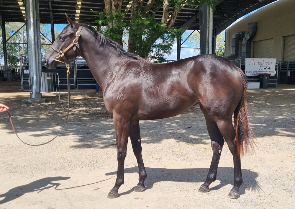 Jonker (AUS) / Fille de Charlie (AUS) 2023 Filly - Image 1