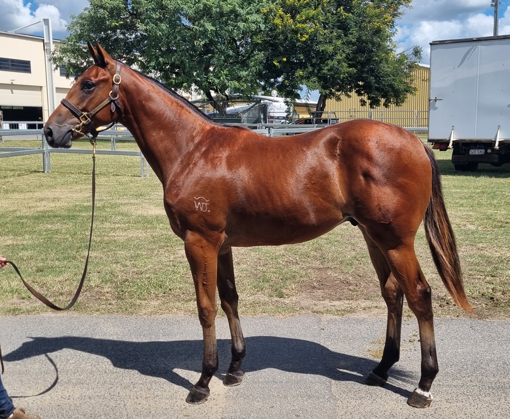 Lean Mean Machine (AUS) / Greenwood Echo (AUS) 2023 Colt - Image 1