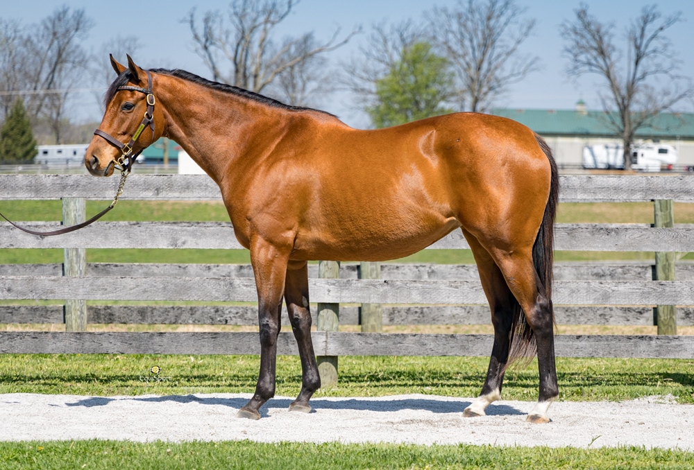 Glowsity (CAN) - Image 1