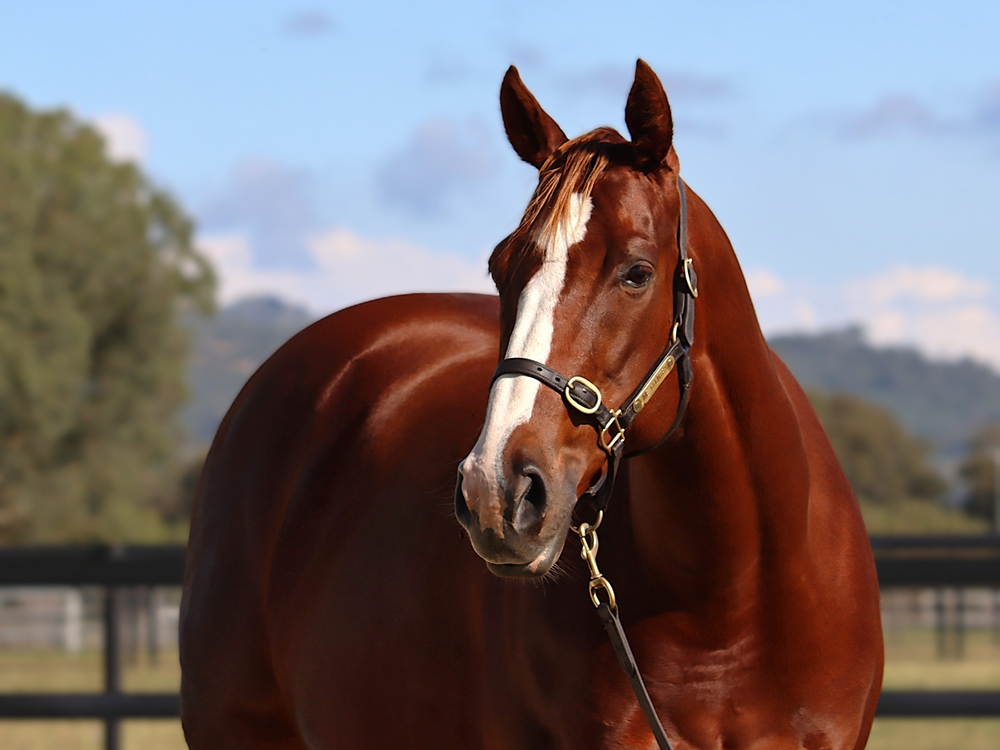 Kela's Turn (USA) - Image 2