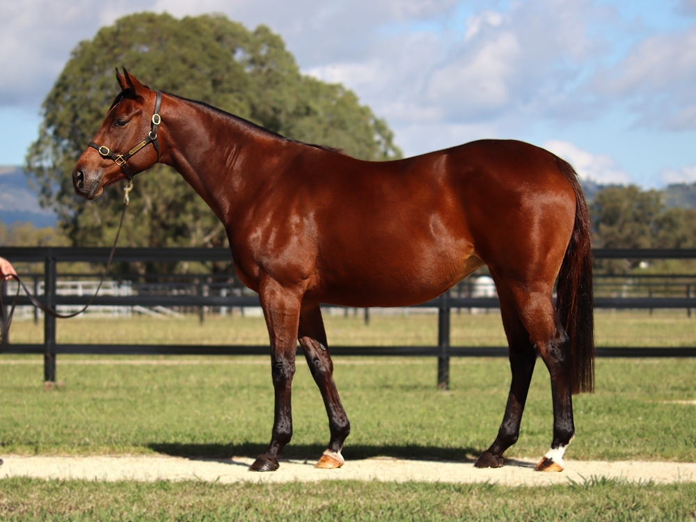 Schlofmitz (USA) - Image 1