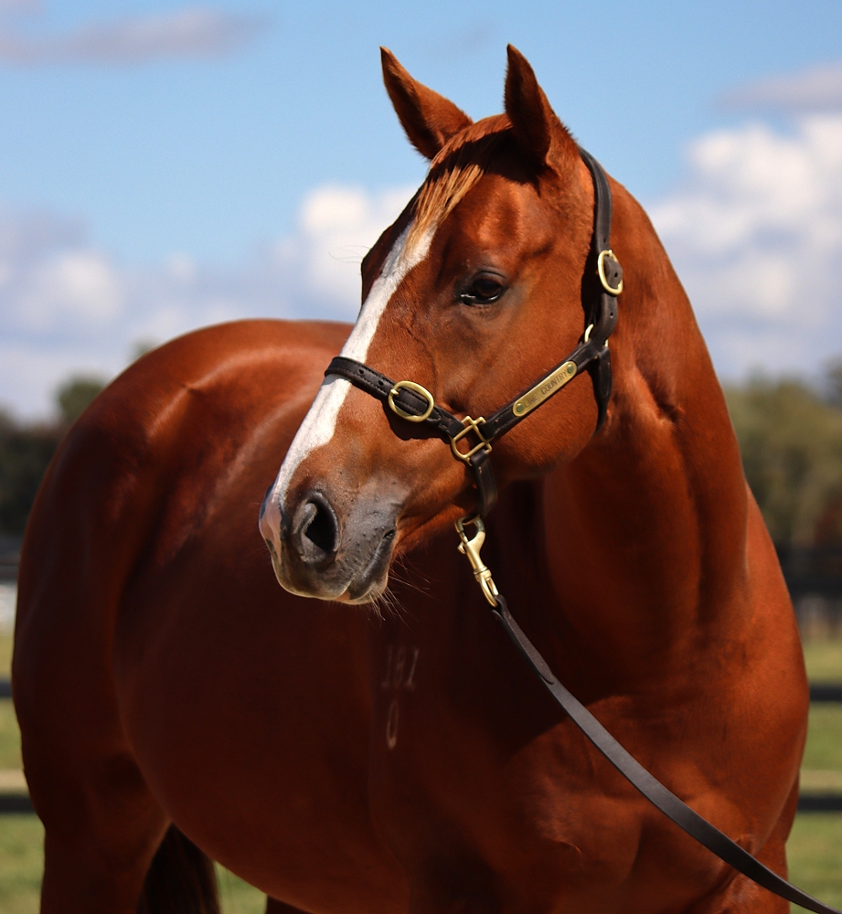 True Gem (AUS) - Image 2