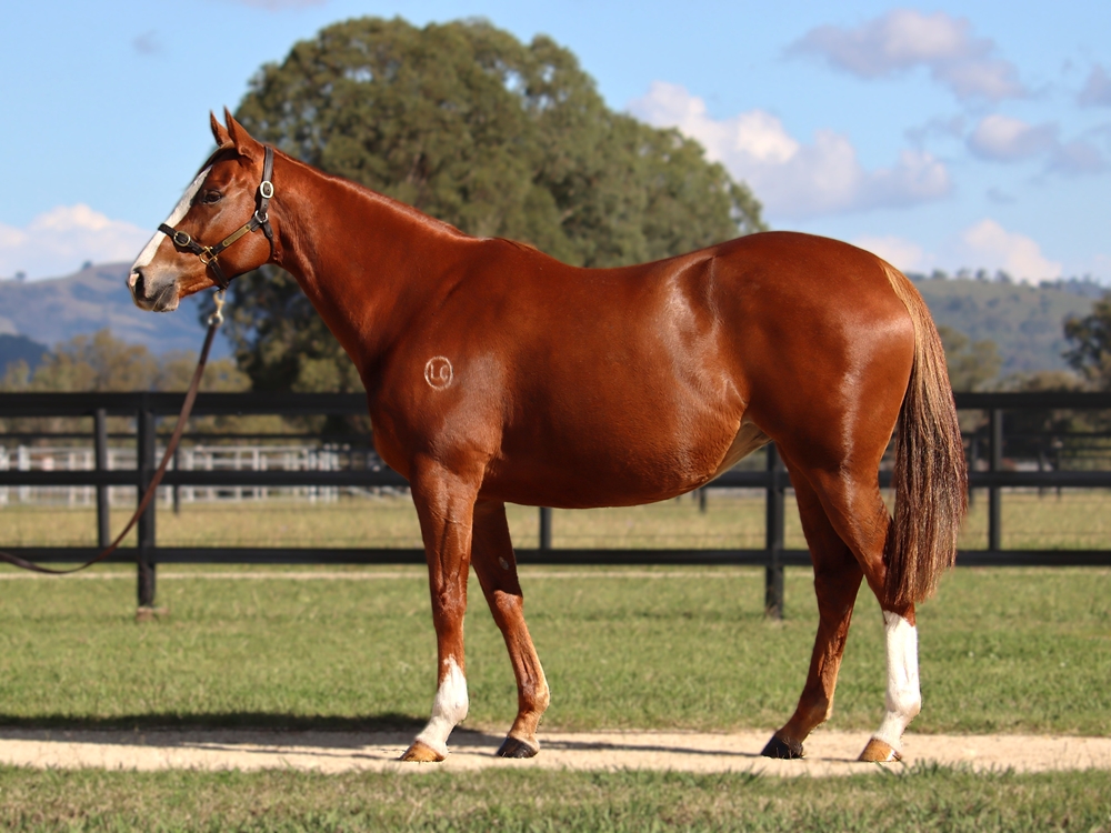 Angel Flight (AUS) - Image 1