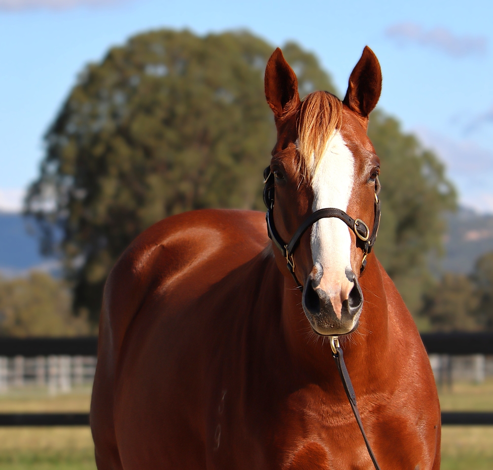 Angel Flight (AUS) - Image 2