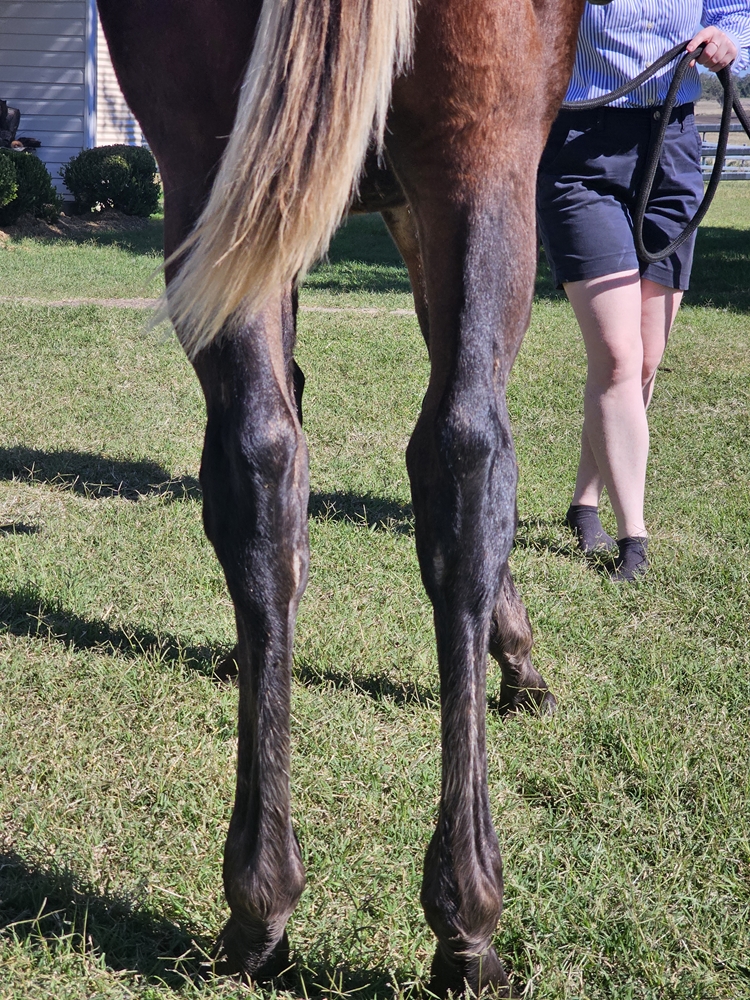 Captivant (AUS) / Commute (AUS) 2024 Colt - Image 2