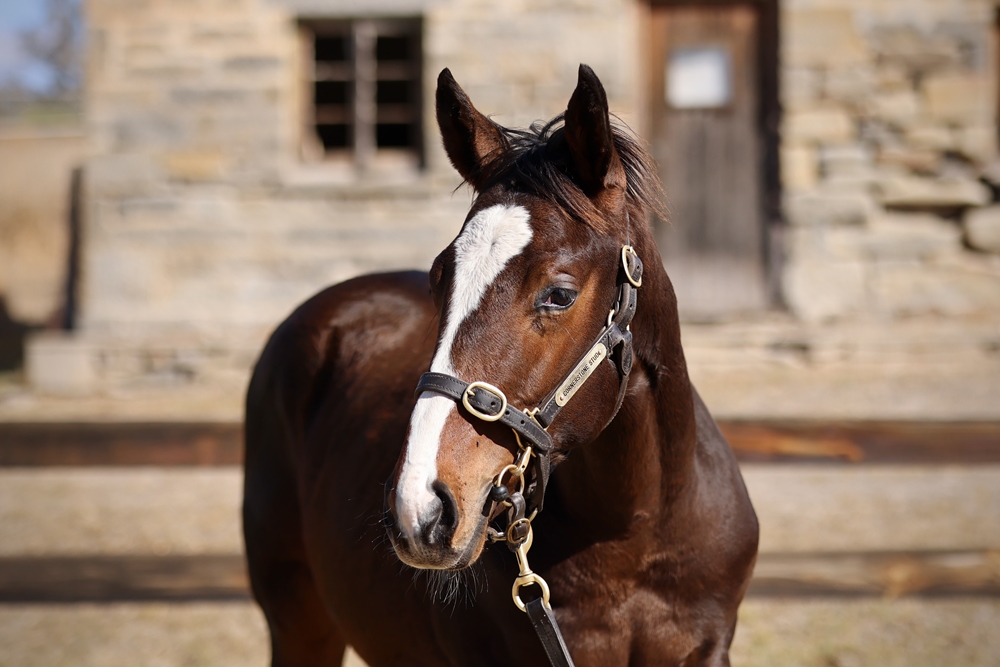 Astern (AUS) / Invite (AUS) 2024 Colt - Image 2