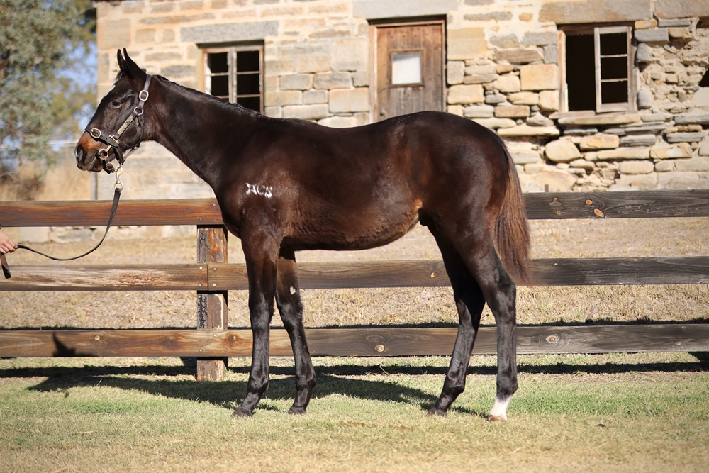 So You Think (NZ) / My Amelia (AUS) 2024 Colt - Image 1