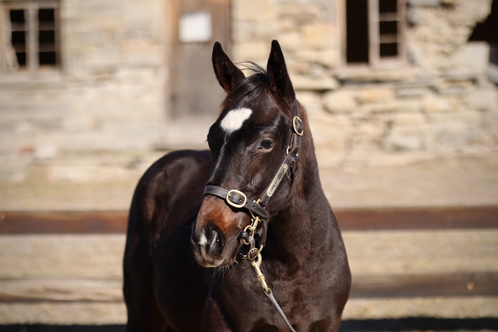 So You Think (NZ) / My Amelia (AUS) 2024 Colt - Image 2