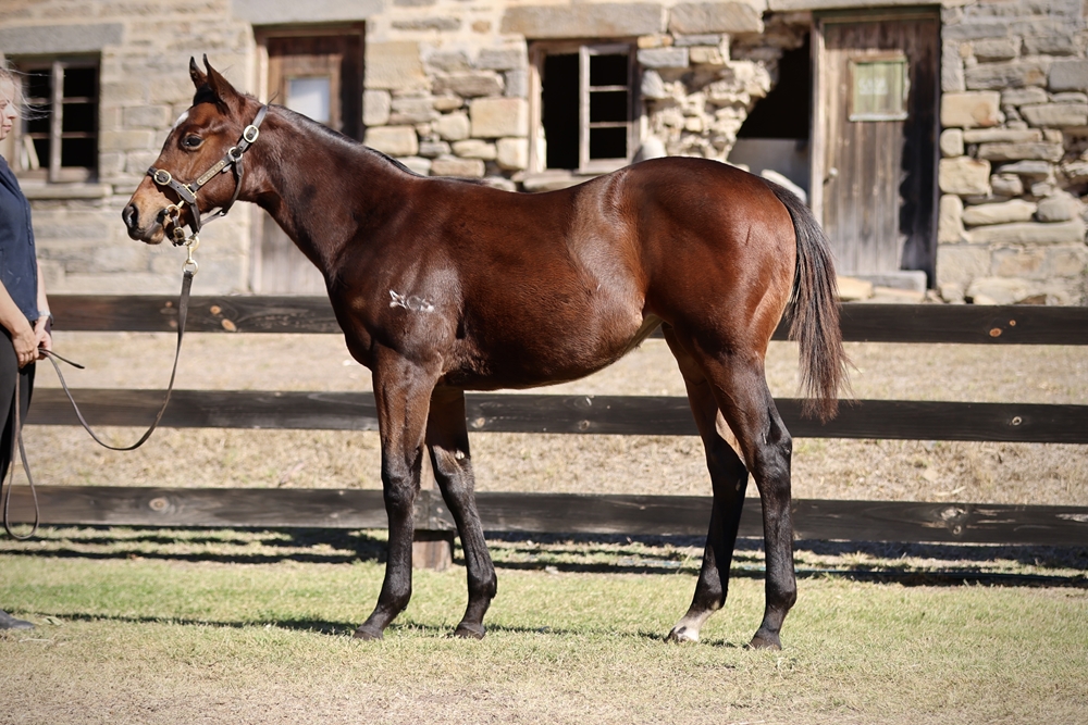 Fierce Impact (JPN) / Princeton Miss (AUS) 2024 Filly - Image 1