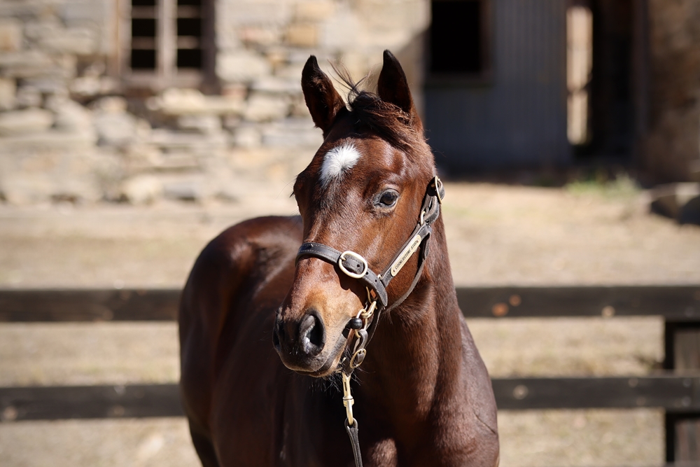 Fierce Impact (JPN) / Princeton Miss (AUS) 2024 Filly - Image 2