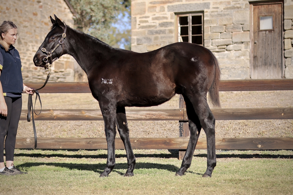 Wootton Bassett (GB) / Salome (AUS) 2024 Colt - Image 1