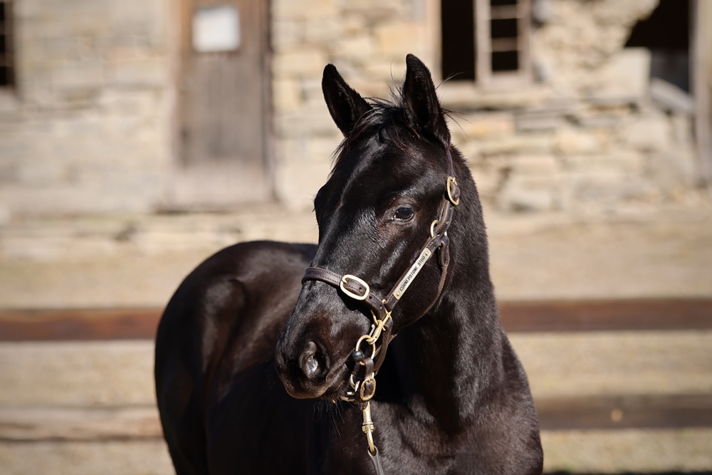 Wootton Bassett (GB) / Salome (AUS) 2024 Colt - Image 2