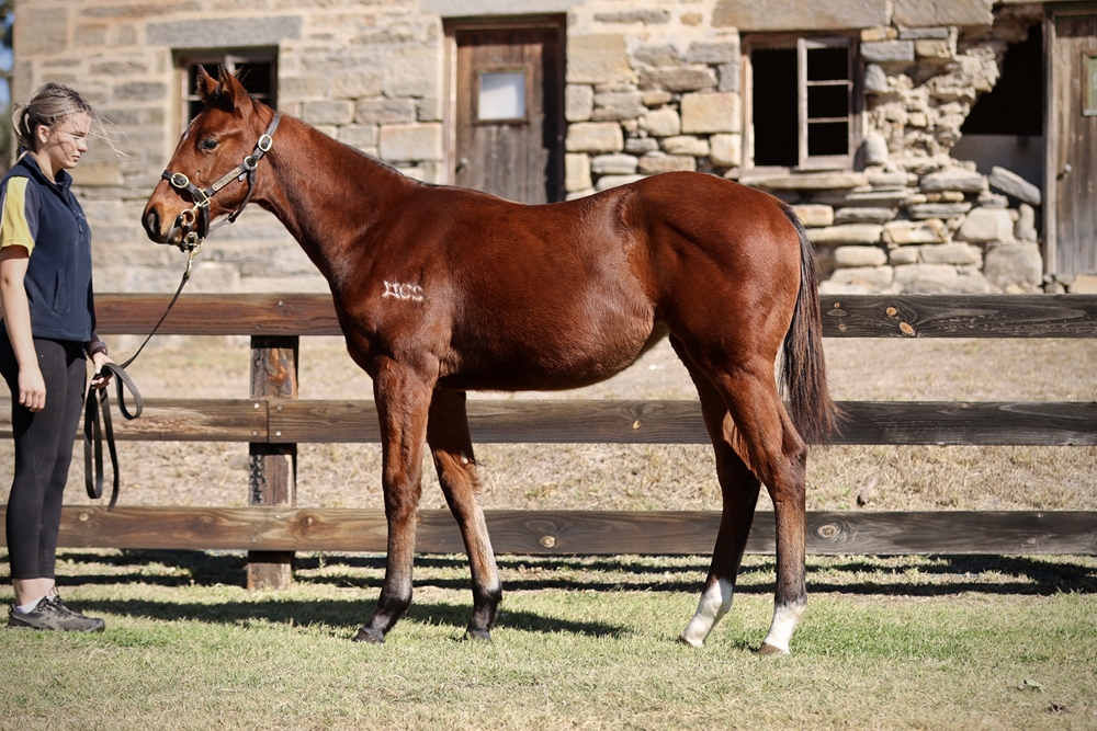 Daumier (AUS) / Chanteresse (AUS) 2024 Filly - Image 1