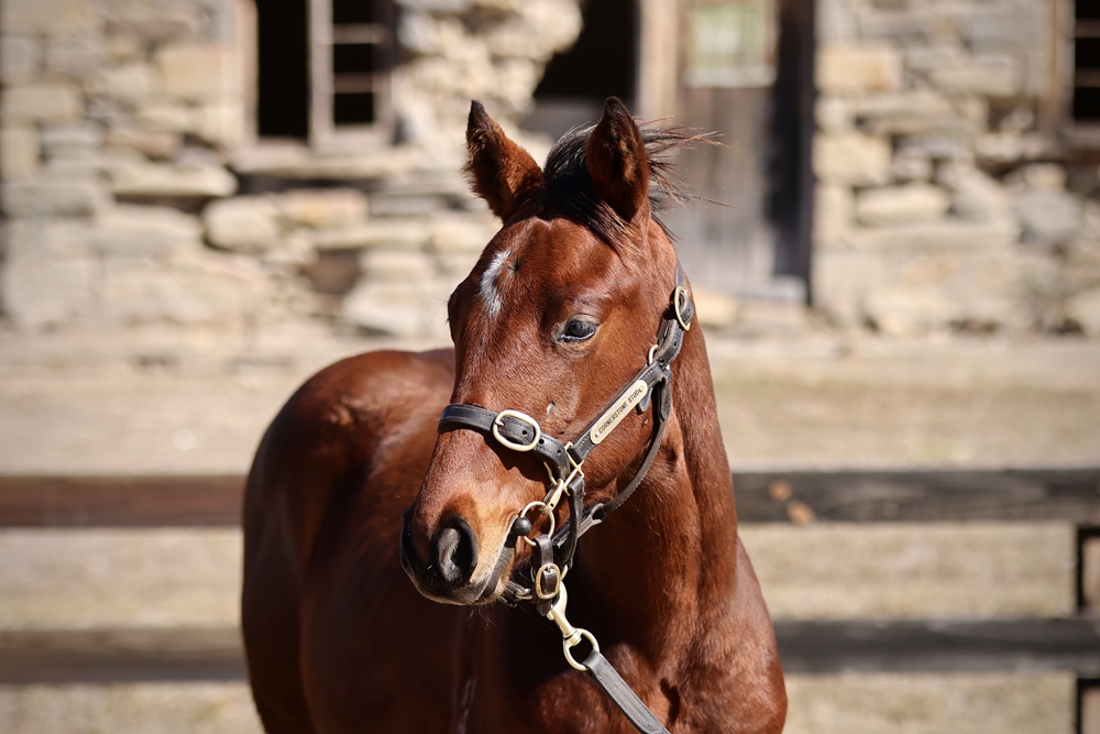 Daumier (AUS) / Chanteresse (AUS) 2024 Filly - Image 2