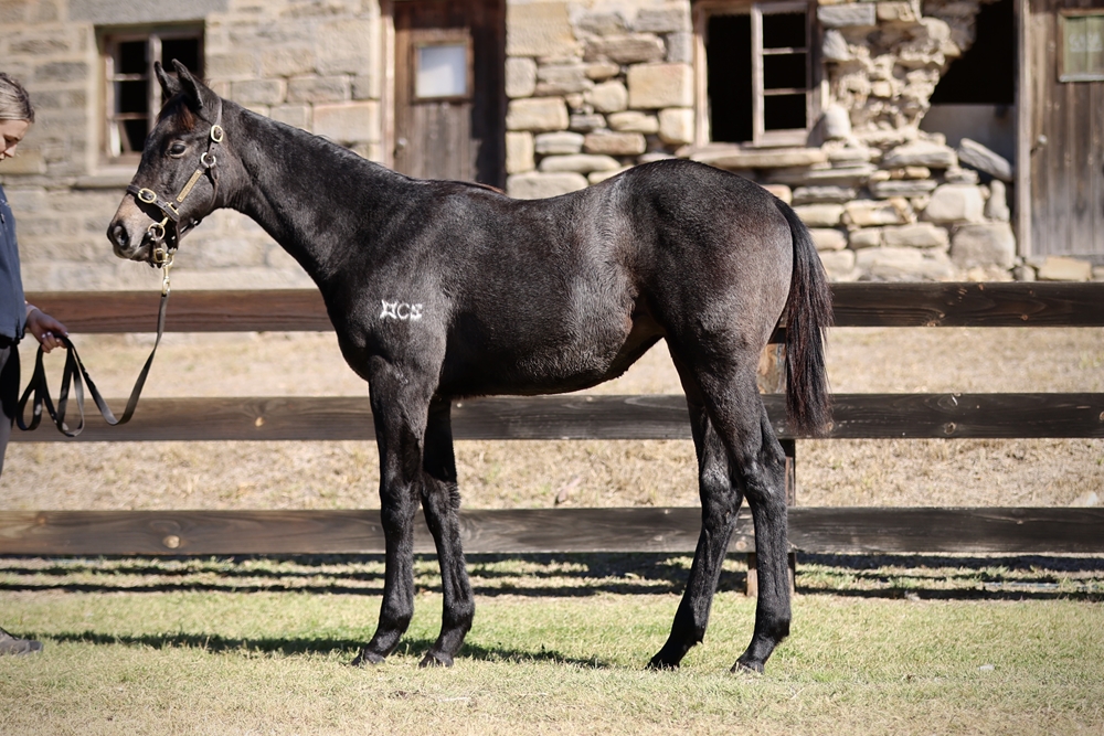 Tagaloa (AUS) / Bagnaia (AUS) 2024 Filly - Image 1