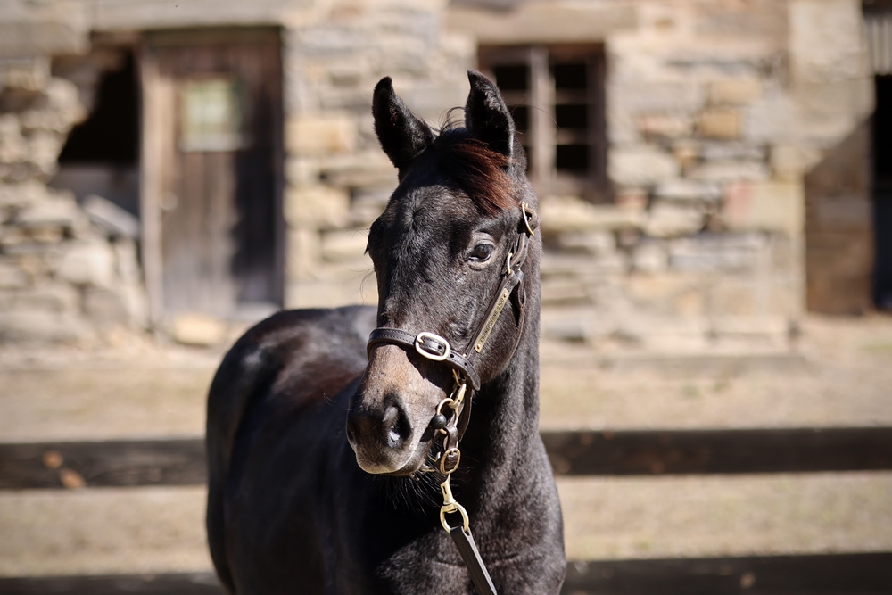Tagaloa (AUS) / Bagnaia (AUS) 2024 Filly - Image 2
