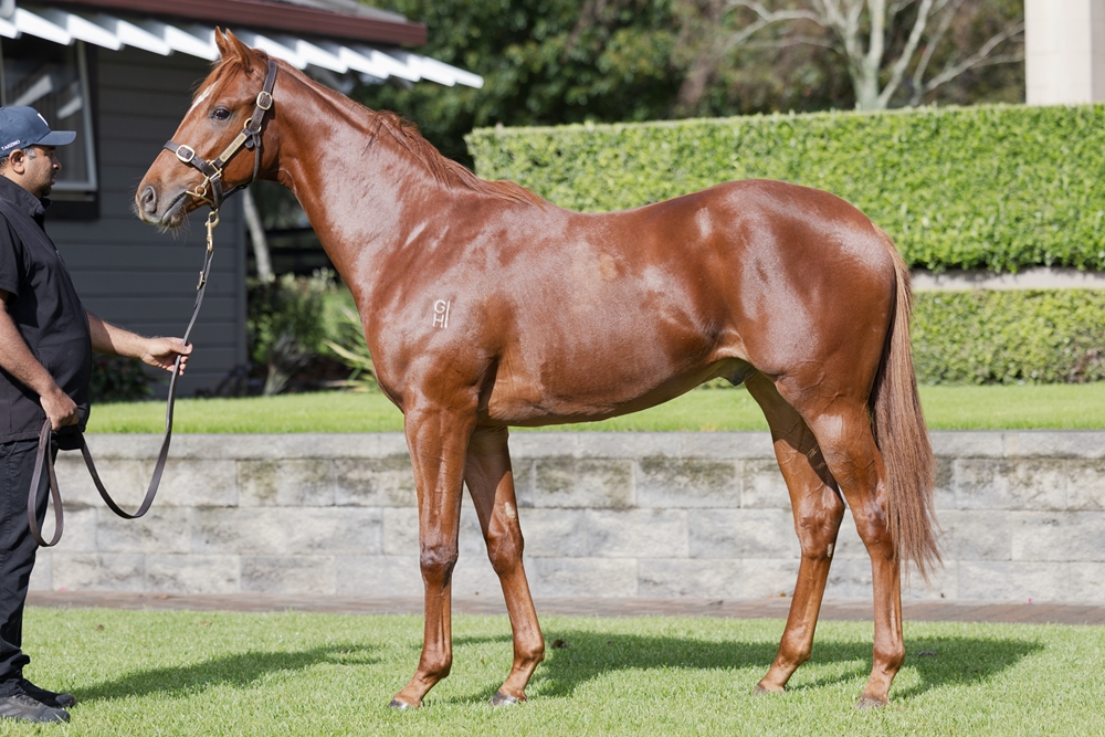 Reliable Man (GB) / Internet (AUS) 2023 Colt - Image 1