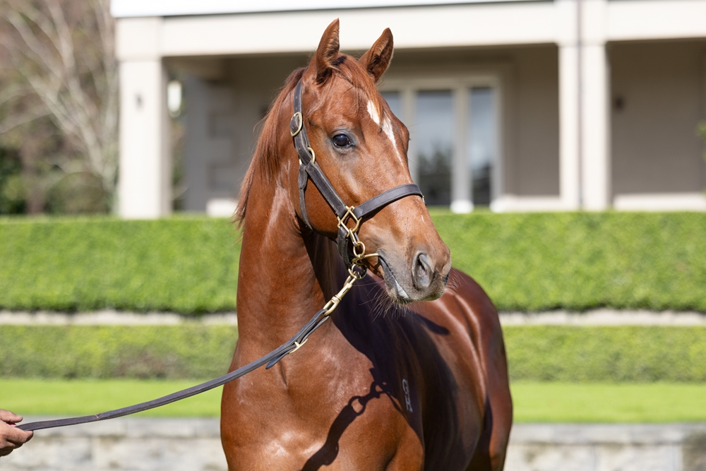 Reliable Man (GB) / Internet (AUS) 2023 Colt - Image 2