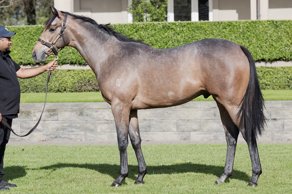 Reliable Man (GB) / Kilderry (NZ) 2023 Colt - Image 1