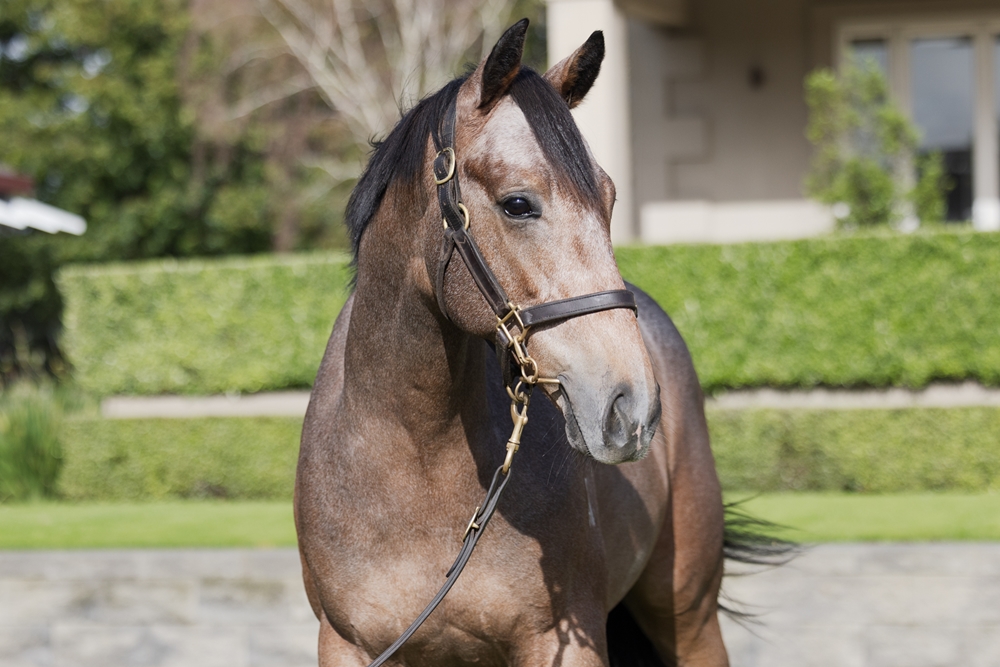 Reliable Man (GB) / Kilderry (NZ) 2023 Colt - Image 2