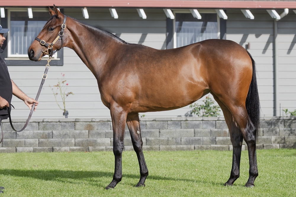 Tarzino (NZ) / More Mischievous (AUS) 2023 Filly - Image 1