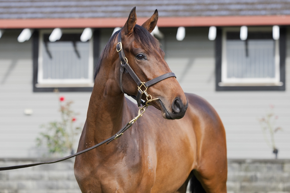 Tarzino (NZ) / More Mischievous (AUS) 2023 Filly - Image 2