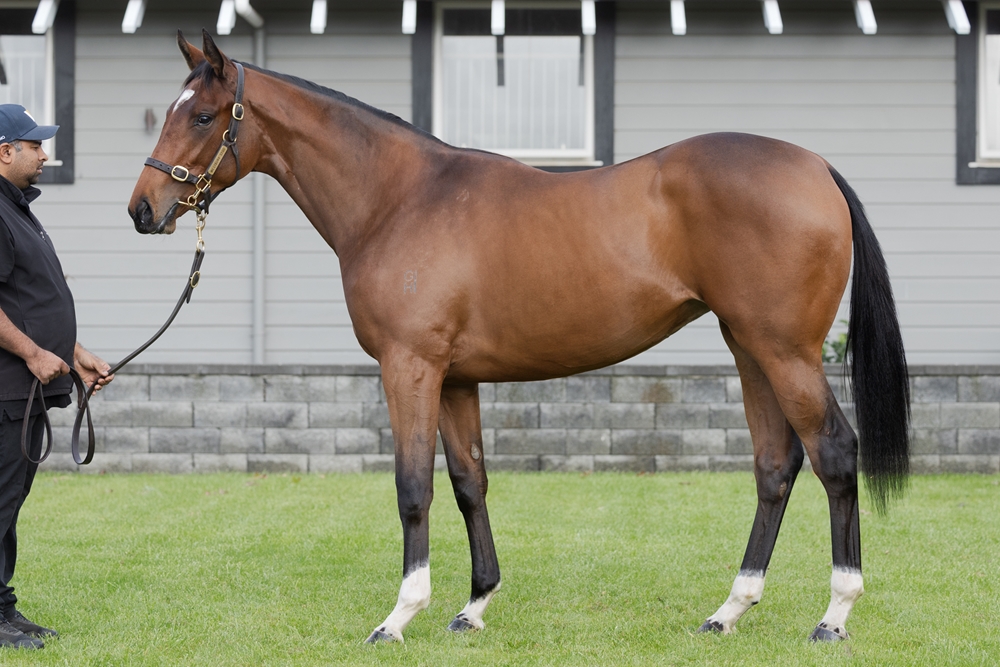Maurice (JPN) / Simogramor (NZ) 2023 Filly - Image 1