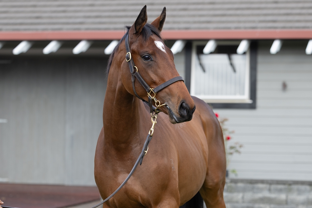 Maurice (JPN) / Simogramor (NZ) 2023 Filly - Image 2