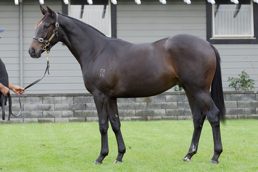 Tarzino (NZ) / Waterfalls (AUS) 2023 Colt - Image 1