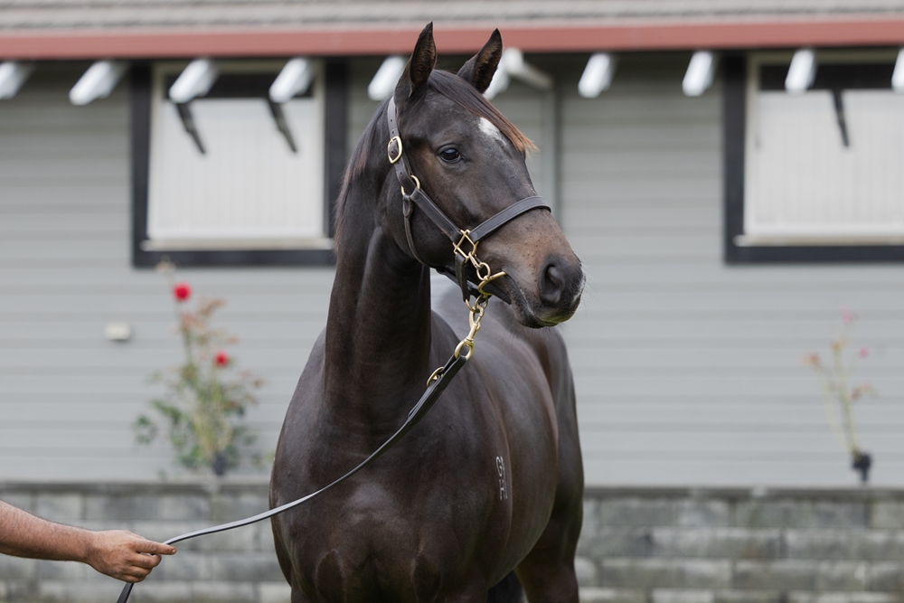 Tarzino (NZ) / Waterfalls (AUS) 2023 Colt - Image 2